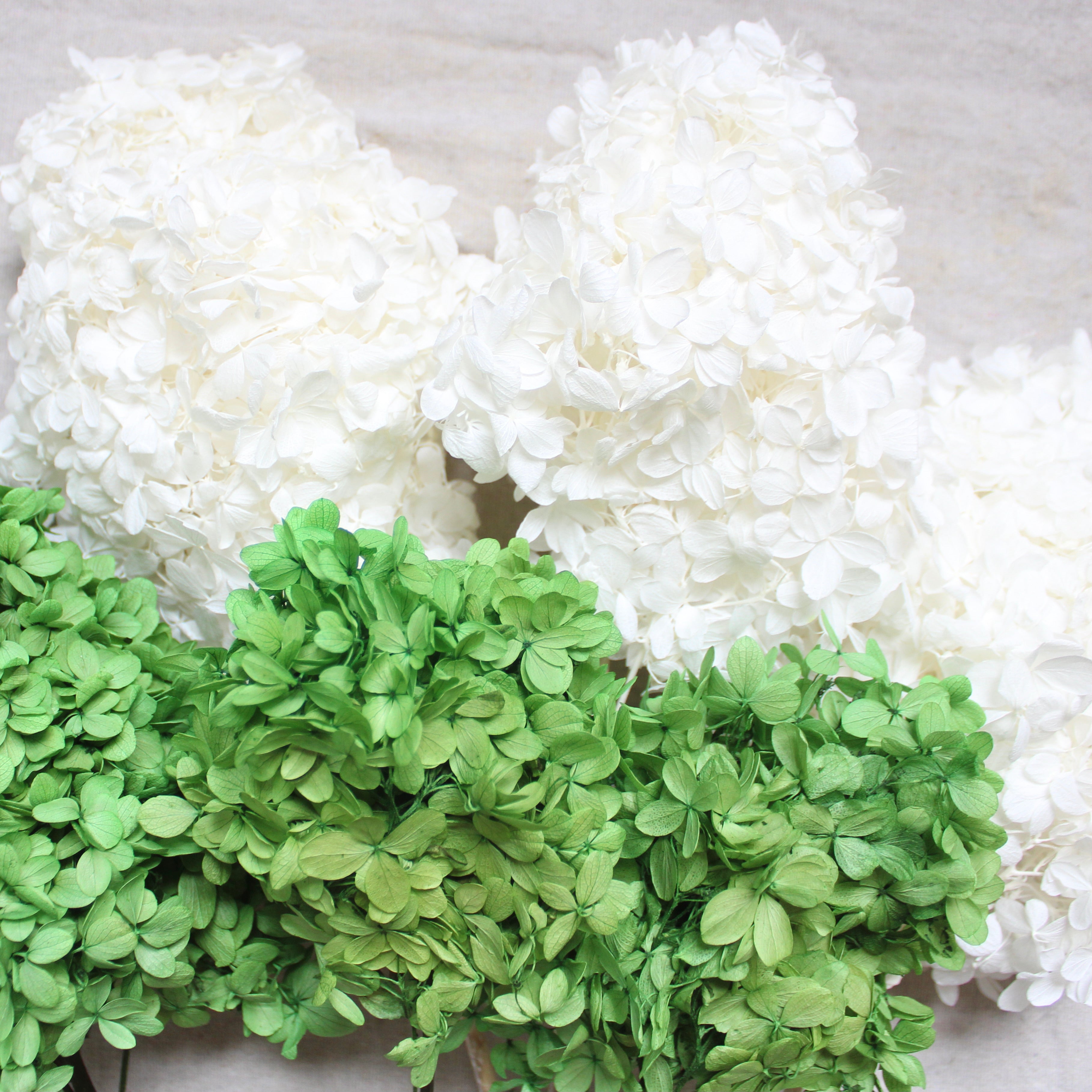 Dried Hydrangea Flower Bunch - Limelight Color