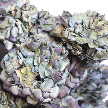 Dried Hydrangea Macrophylla