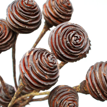 Dried African Knobs