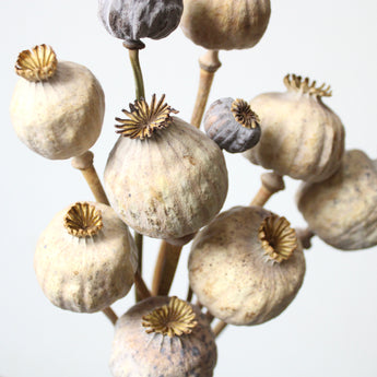 Dried Giant Poppy