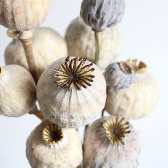 Dried Giant Poppy