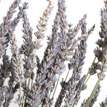 Dried French Lavender