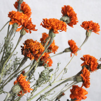 Dried Marigold