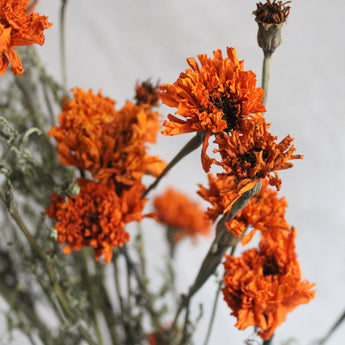 Dried Marigold