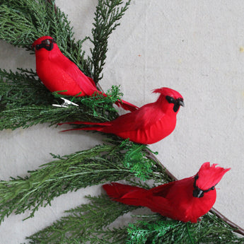 Feather Cardinal Bird