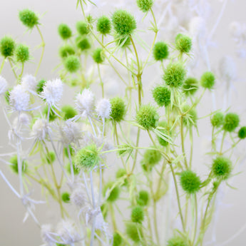 Preserved Sea Holly