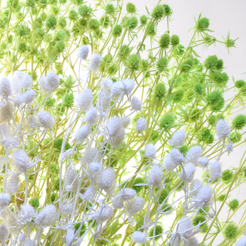 Preserved Sea Holly