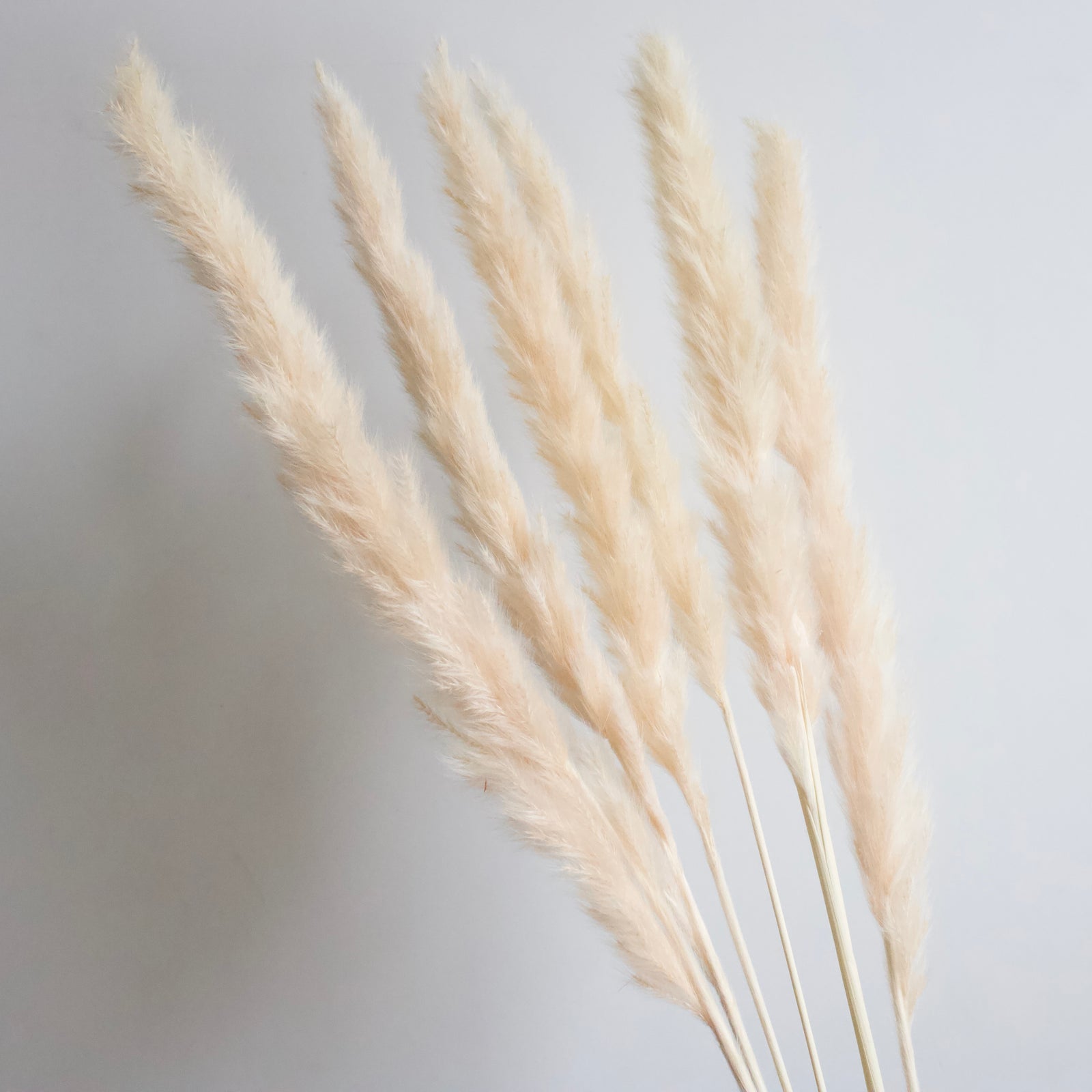 Dried Pampas Grass – Roxanne's Dried Flowers