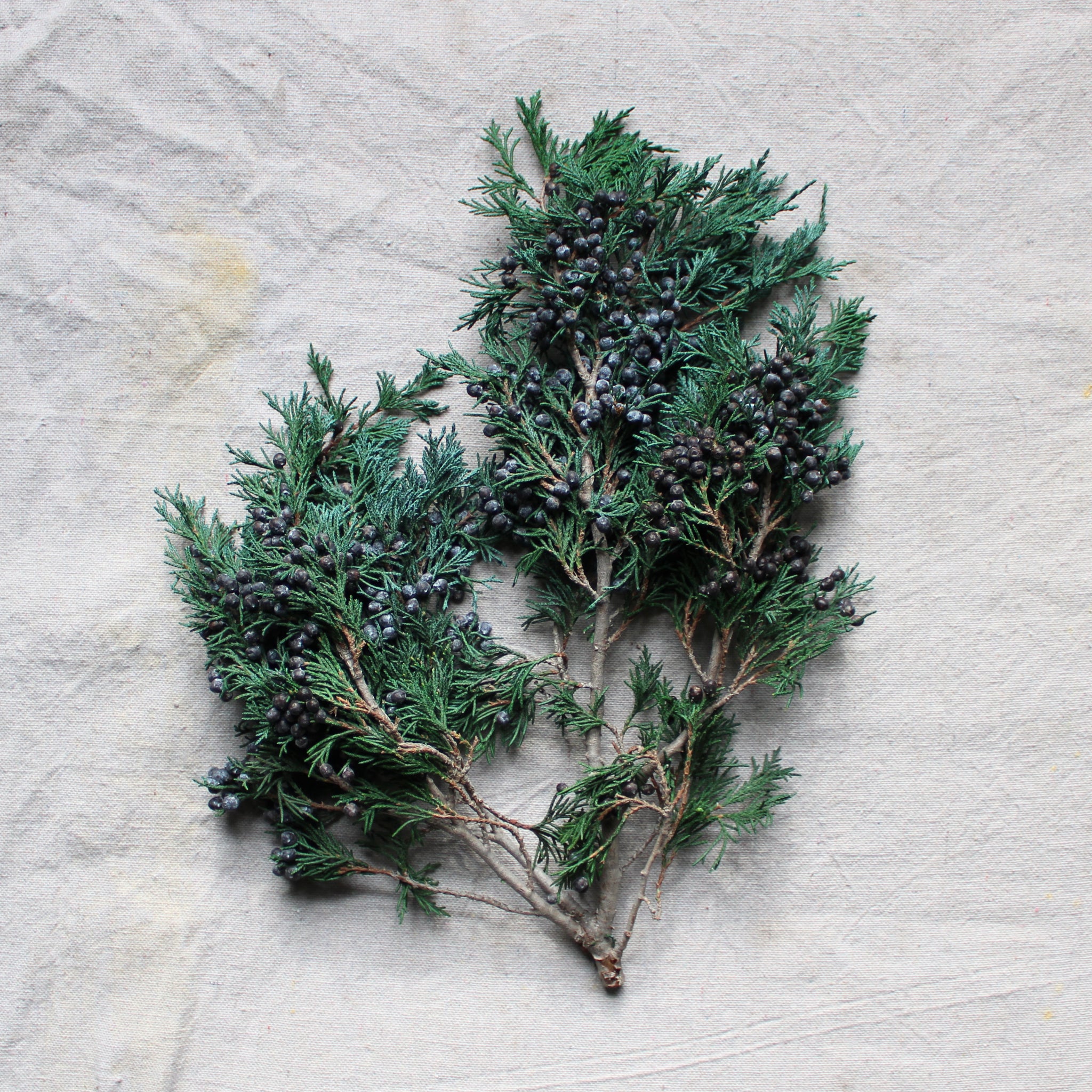 Preserved Juniper Berry Winter Greenery, Fragrant – SolaFlowerStore