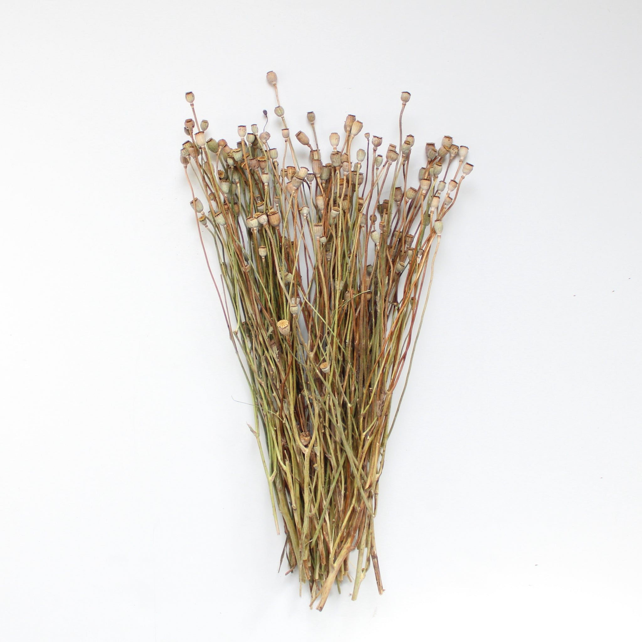 Classic Dried Flower Wrap – Native Poppy