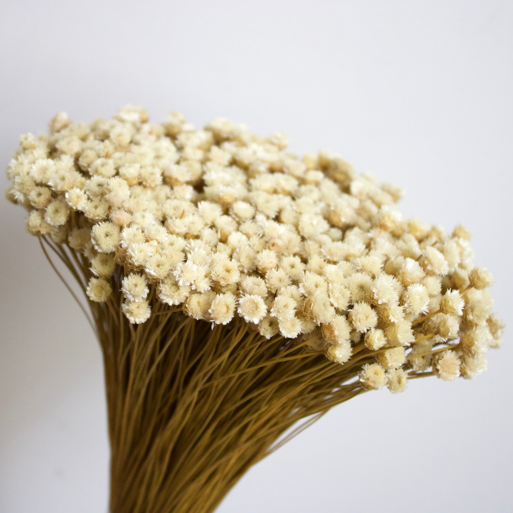 Dried Happy Flower, Light Pink (Jazilda) 50cm