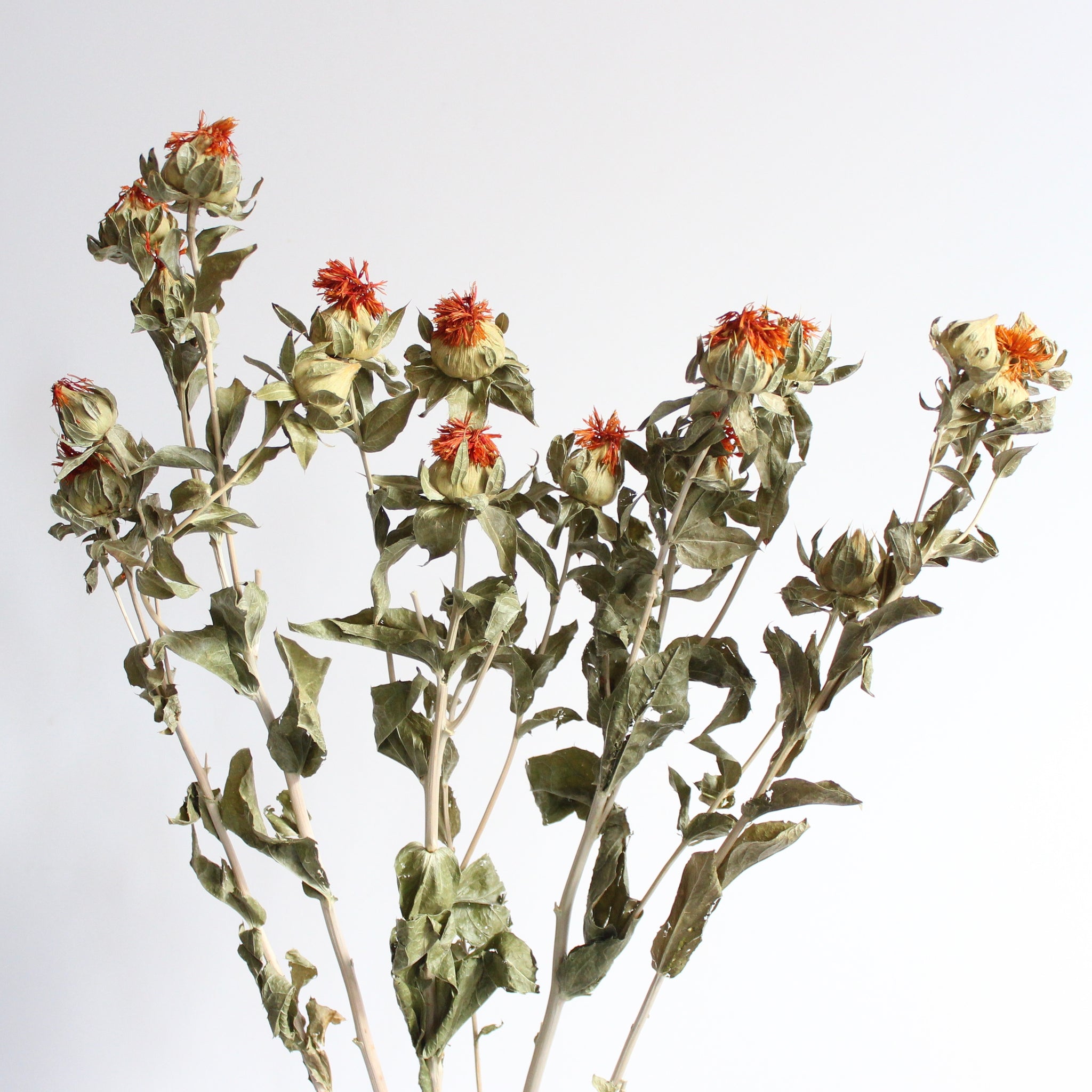 Safflower Petals - Carthamus Tinctorius Dried Loose Petals from 100% Nature (2 oz)