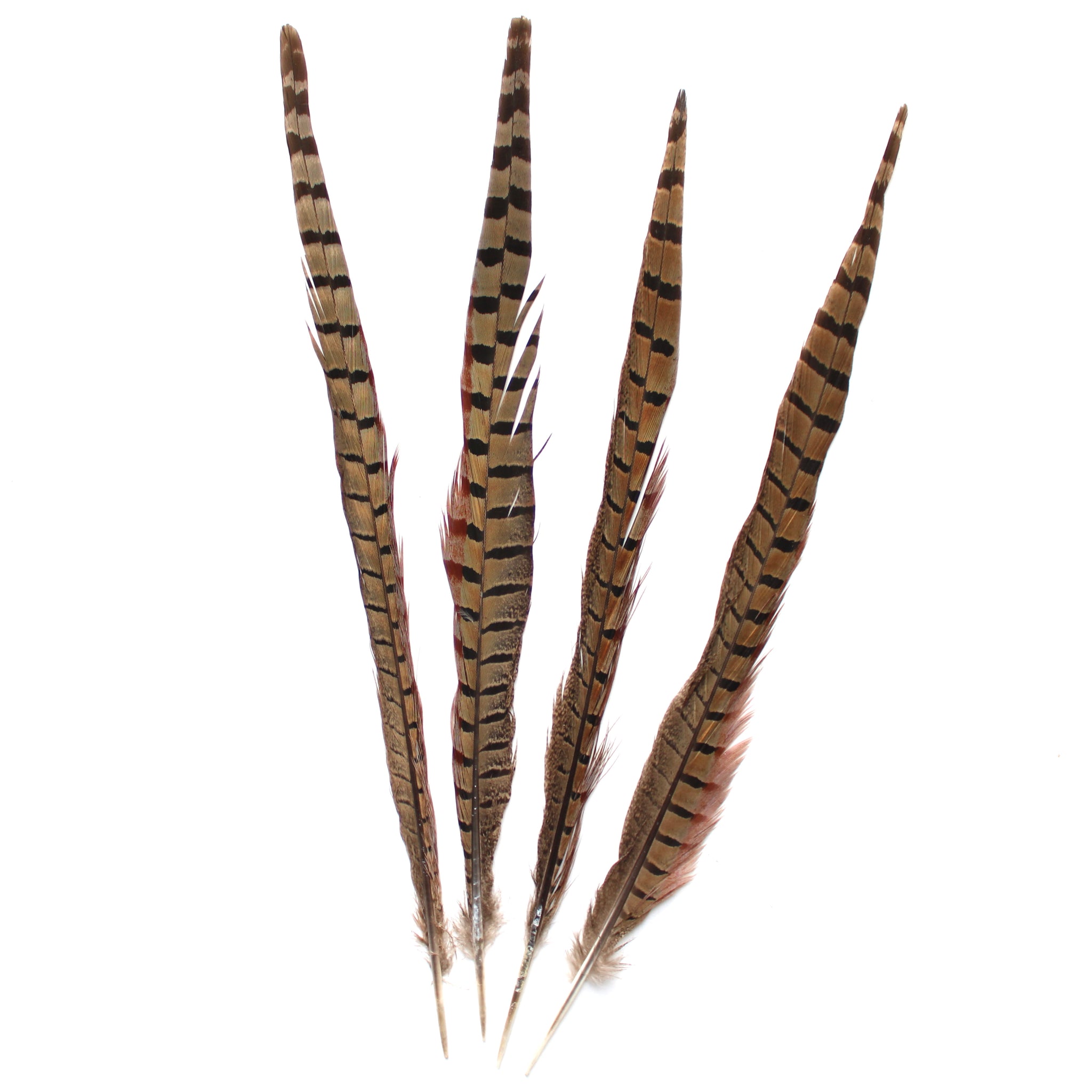 20pcs Female Pheasant Feather Natural Ringneck Tails