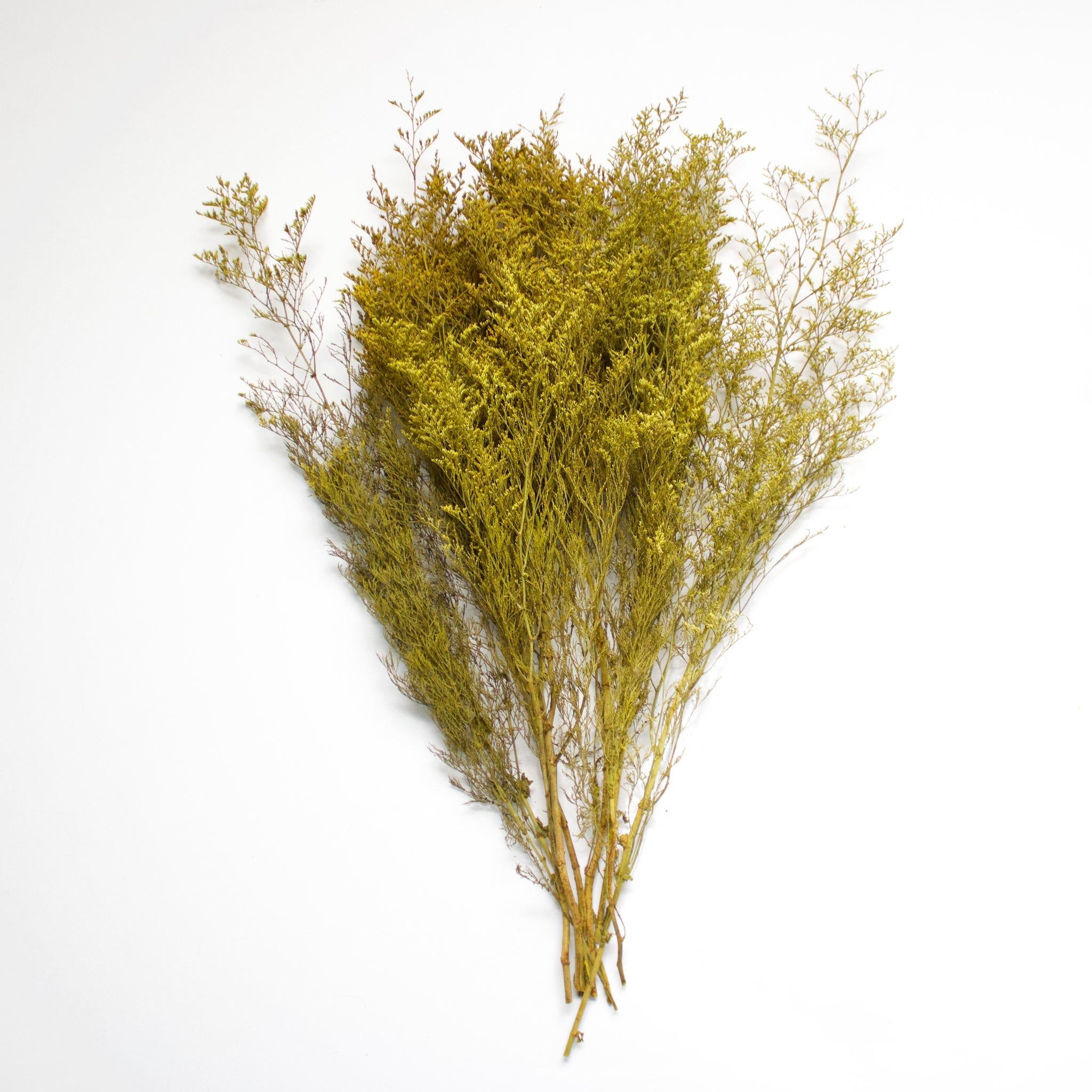Dried Caspia Branches Bunch, Small Dried Greenery Bunchdried Caspia 