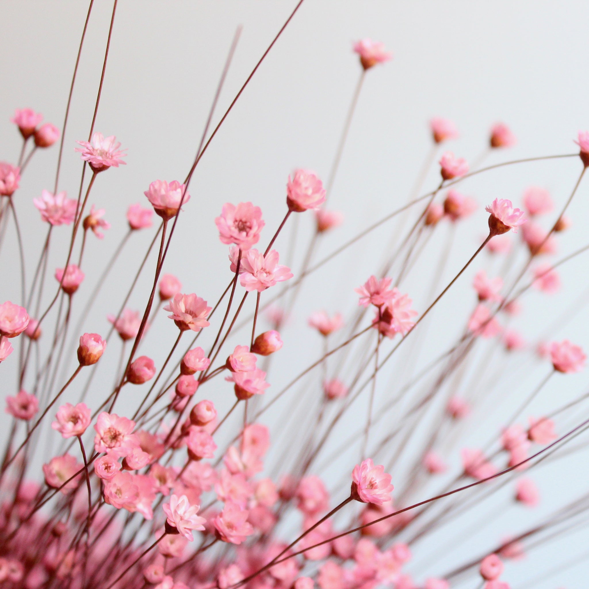 Dried Star Flowers - PINK