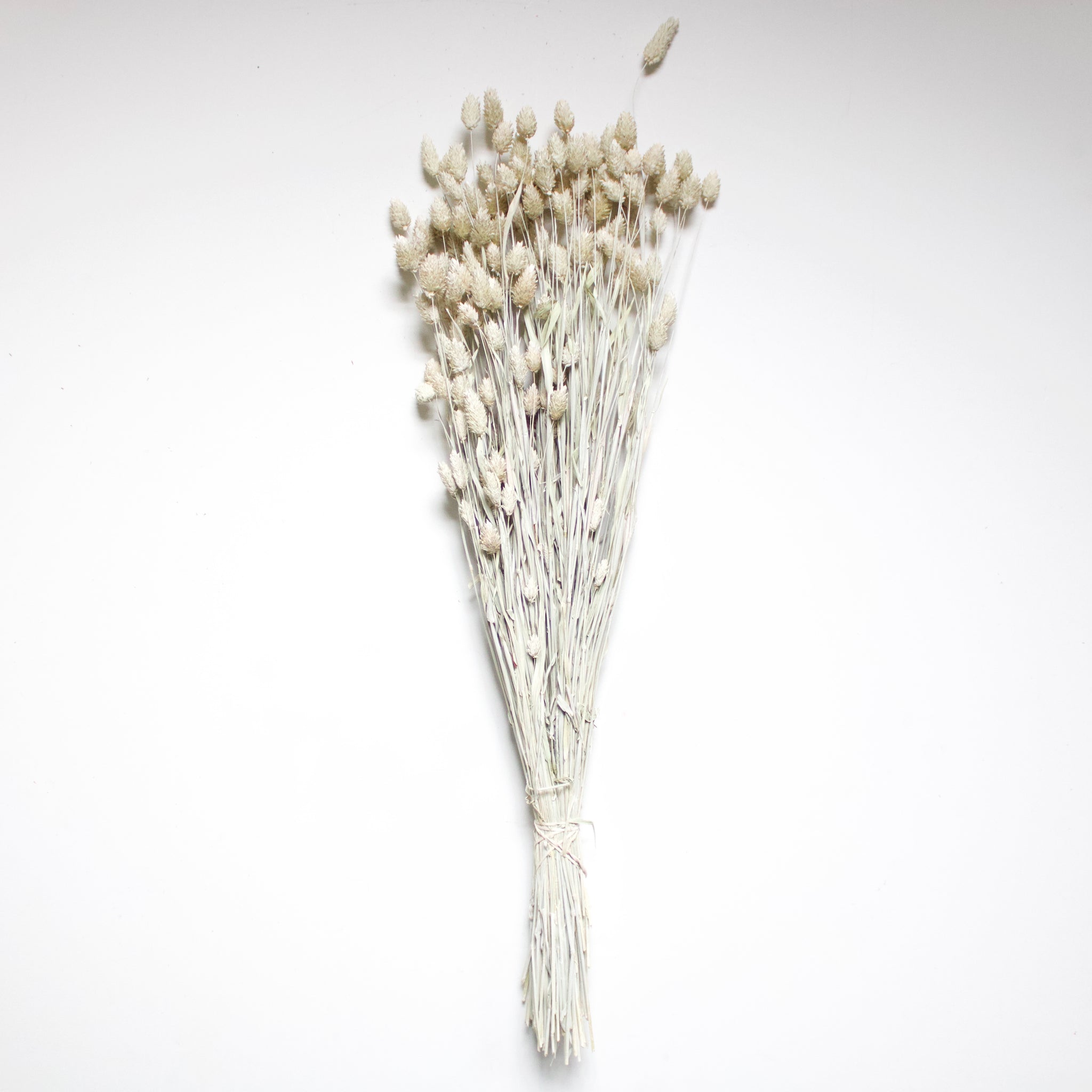 Dried White Phalaris Grass – Clothe Boutique